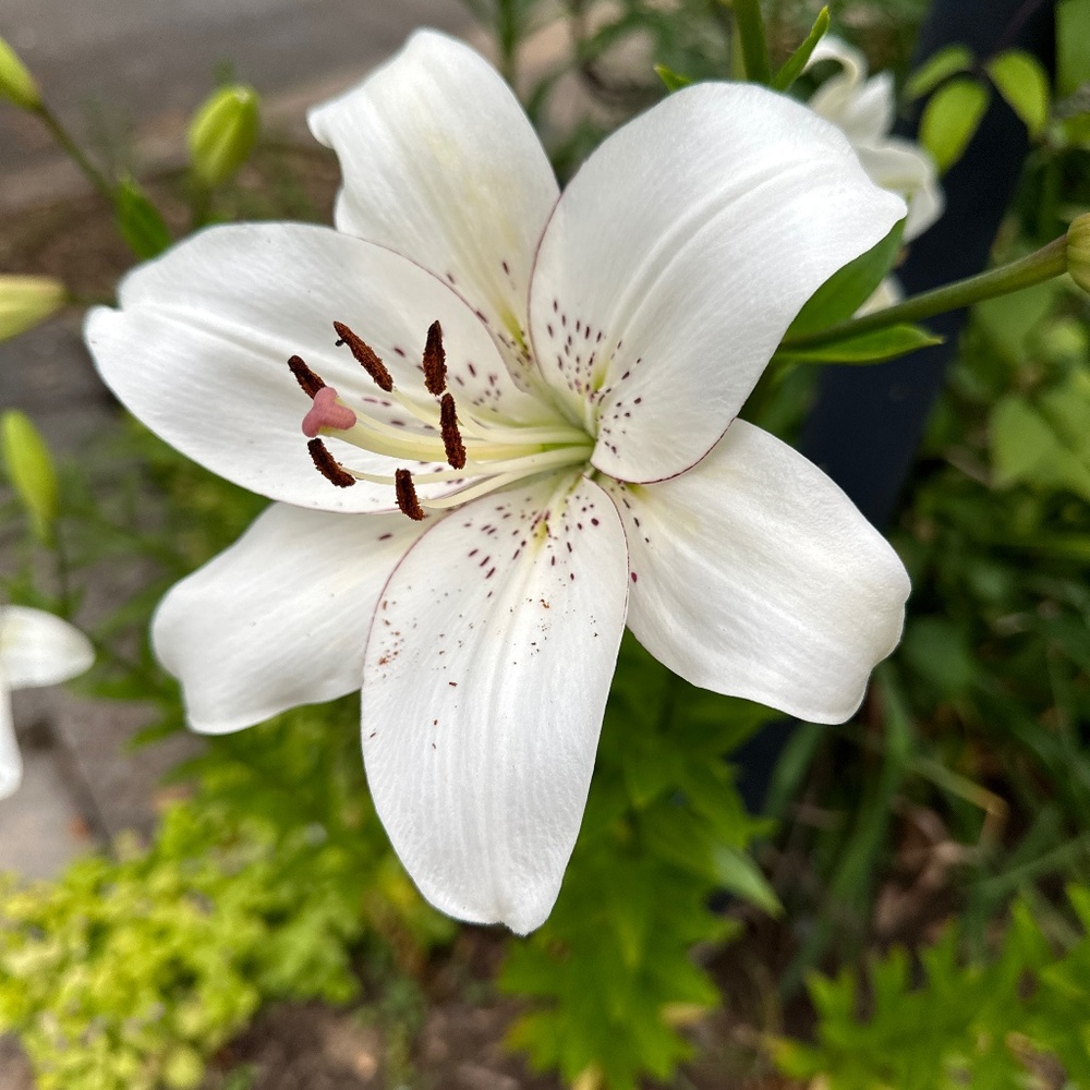 Meet your Posher, Lawbabie